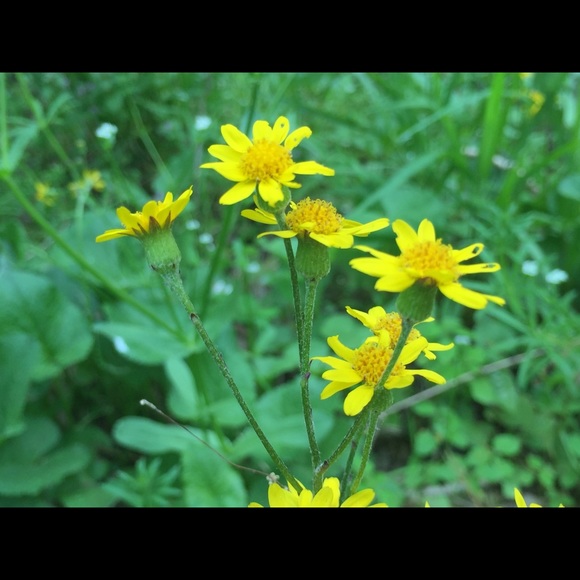 Meet your Posher, Abbi - Picture 2 of 2